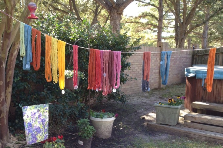 Yarn skeins drying after being dyed in a variety of Natural Dye baths.