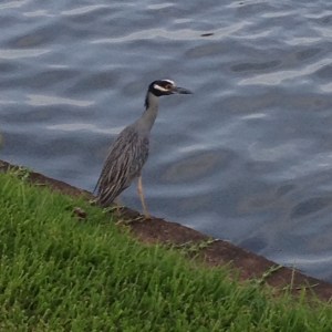 Yellow-crown Night-Heronimage