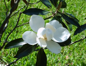 The Magnolia's blooms are so fragrant.