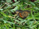 Monarch Butterfly