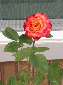 Spring rose