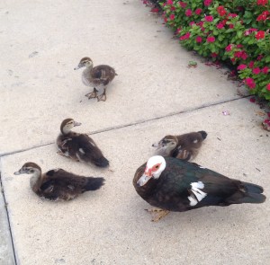 Muscovy ducks at BJ's
