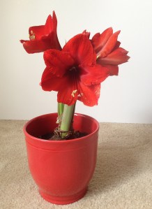 2015 Red Amaryllis