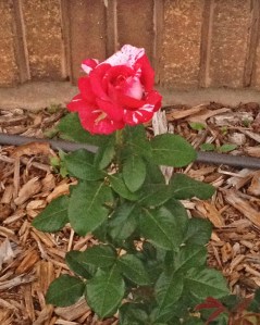 Neil Diamond Tea Rose